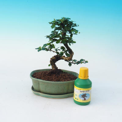 Izbová bonsai sada, Carmona microphylla- čaj-fuki