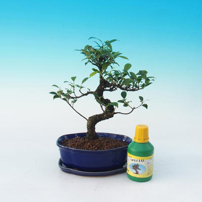 Izbová bonsai sada, Ficus retusa - Fikus malolistá
