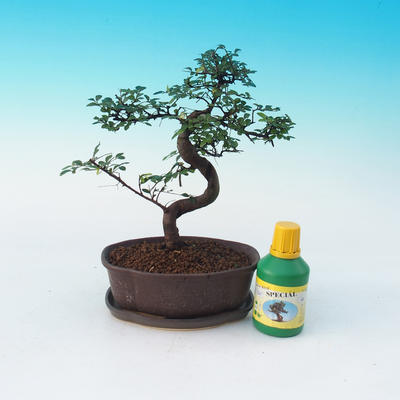 Izbová bonsai sada, Ulmus parvifolia - Brest čínsky