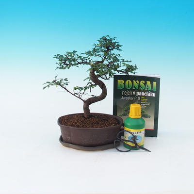 Ficus retusa - Fikus malolistá, Ulmus parvifolia - Brest čínsky