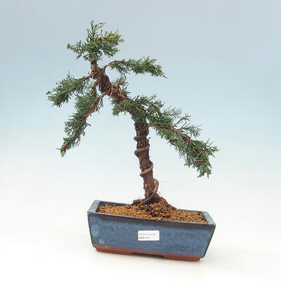 Vonkajší bonsai - Juniperus chinensis Kishu-Jalovec čínsky