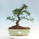 Izbová bonsai - Ulmus parvifolia - malolistá brest - 1/6