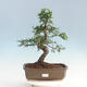 Izbová bonsai - Ulmus parvifolia - malolistá brest - 1/6