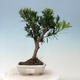 Izbová bonsai - Podocarpus - Kamenný tis - 1/4