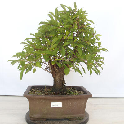 Vonkajšie bonsai - Mahalebka - Prunus mahalieb - 1