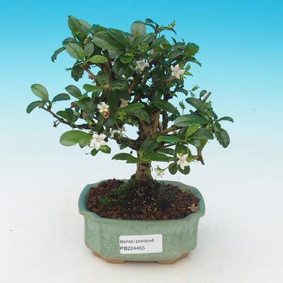 Izbová bonsai - Carmona macrophylla - Čaj fuki - 1