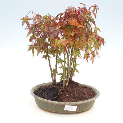 Vonkajšie bonsai lesík - Acer palmatum - Javor dlaňolistý - 1