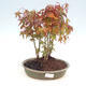 Vonkajšie bonsai lesík - Acer palmatum - Javor dlaňolistý - 1/2