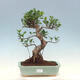 Izbová bonsai - Ficus kimmen - malolistý fikus - 1/4