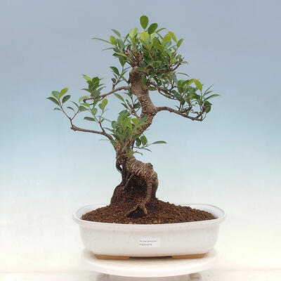Izbová bonsai - Ficus kimmen - malolistý fikus - 1