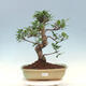 Izbová bonsai - Ficus kimmen - malolistý fikus - 1/4
