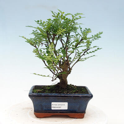 Izbová bonsai - Zantoxylum piperitum - piepor - 1