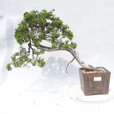 Vonkajšie bonsai - Juniperus sabina -Jalovec chvojka - 1
