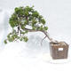Vonkajšie bonsai - Juniperus sabina -Jalovec chvojka - 1/5