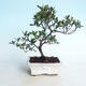 Vonkajšie bonsai - Rhododendron sp. - Azalka ružová - 1/4