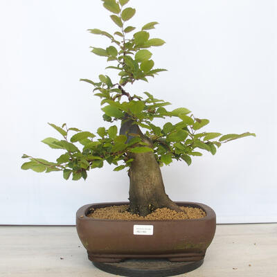 Vonkajší bonsai - Hrab obyčajný - Carpinus betulus - 1