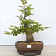 Vonkajší bonsai - Hrab obyčajný - Carpinus betulus - 1/5
