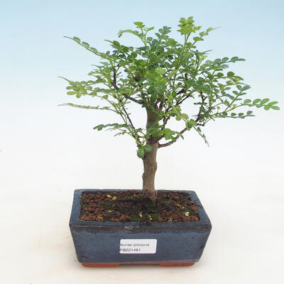 Izbová bonsai - Zantoxylum piperitum - piepor - 1