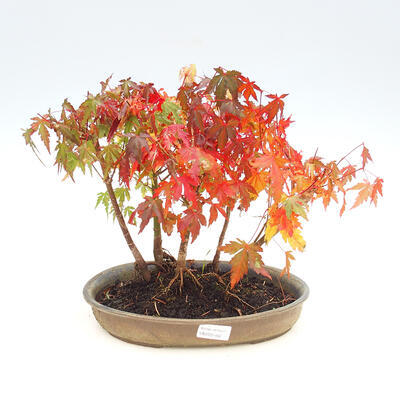Vonkajšie bonsai lesík - Acer palmatum - Javor dlaňolistý - 1