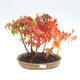 Vonkajšie bonsai lesík - Acer palmatum - Javor dlaňolistý - 1/2