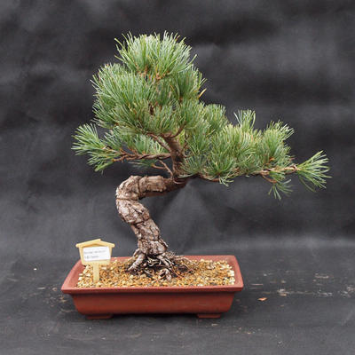 Vonkajšie bonsai -Borovice drobnokvetá VB13464 - 1