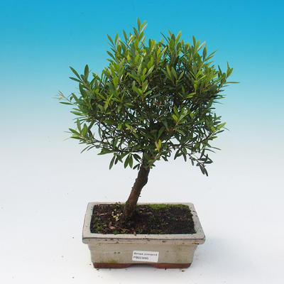 Servis bonsai - Syzygium - pimentovníka - 1