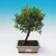 Servis bonsai - Syzygium - pimentovníka - 1/3