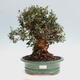 Izbová bonsai - Olea europaea sylvestris -Oliva evropská drobnolistá - 1/7