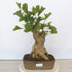 Vonkajší bonsai - Jinan dvojlaločný - Ginkgo biloba - 1/5