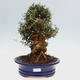 Izbová bonsai - Olea europaea sylvestris -Oliva evropská drobnolistá - 1/7