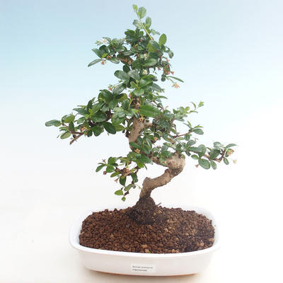 Pokojová bonsai - Carmona macrophylla - Čaj fuki PB220466 - 1