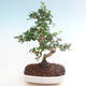 Pokojová bonsai - Carmona macrophylla - Čaj fuki PB220466 - 1/5