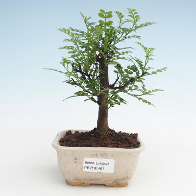Pokojová bonsai - Zantoxylum piperitum - Pepřovník PB2191467 - 1
