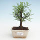 Pokojová bonsai - Zantoxylum piperitum - Pepřovník PB2191467 - 1/4