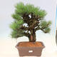 Vonkajšie bonsai - Pinus thunbergii corticosa - borovica korková - 1/4