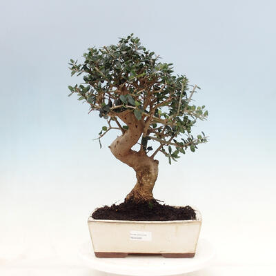 Izbová bonsai - Olea europaea sylvestris -Oliva evropská drobnolistá - 1