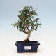 Izbová bonsai - Olea europaea sylvestris -Oliva evropská drobnolistá - 1/3