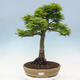 Vonkajší bonsai -Javor dlaňovitolistý Acer palmatum Shishigashira - 1/6