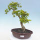 Izbová bonsai - Durant erecta aurea - 1/7