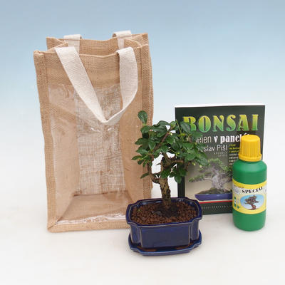Izbová bonsai v darčekovej taške - JUTA, Carmona-čaj fuki