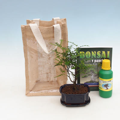 Izbová bonsai v darčekovej taške - JUTA, Zantoxylum piperitum - Piepor