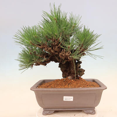 Vonkajšie bonsai - Pinus thunbergii corticosa - borovica korková - 1