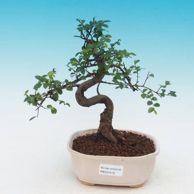 Izbová bonsai - Ulmus parvifolia - malolistá brest - 1