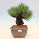 Vonkajšie bonsai - Pinus thunbergii corticosa - borovica korková - 1/4
