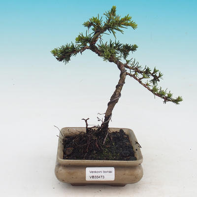Vonkajšie bonsai - Cedrus Bozkavanie brevifolia - Céder zelený