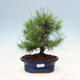 Izbová bonsai-Pinus halepensis-Borovica alepská - 1/4