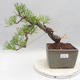 Vonkajšie bonsai - Pinus sylvestris - Borovica lesná - 1/5