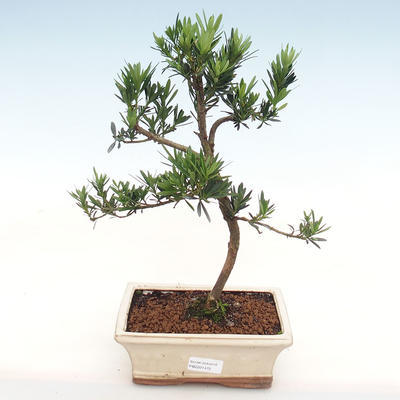 Izbová bonsai-Podocarpus- kamenný tis - 1