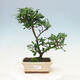 Izbová bonsai - Gardenia jasminoides-Gardenie - 1/3