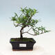 Izbová bonsai - Gardenia jasminoides-Gardenie - 1/3